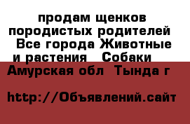 продам щенков породистых родителей - Все города Животные и растения » Собаки   . Амурская обл.,Тында г.